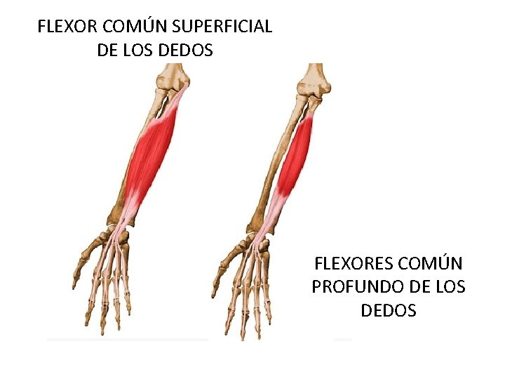 FLEXOR COMÚN SUPERFICIAL DE LOS DEDOS FLEXORES COMÚN PROFUNDO DE LOS DEDOS 