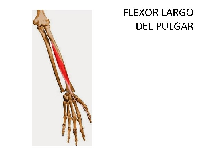 FLEXOR LARGO DEL PULGAR 