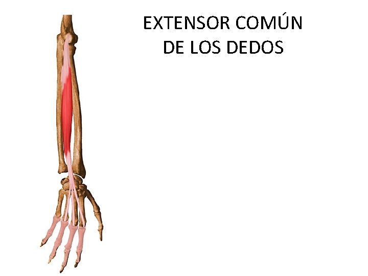 EXTENSOR COMÚN DE LOS DEDOS 