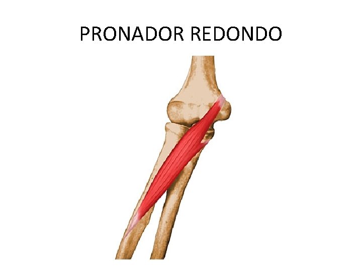 PRONADOR REDONDO 