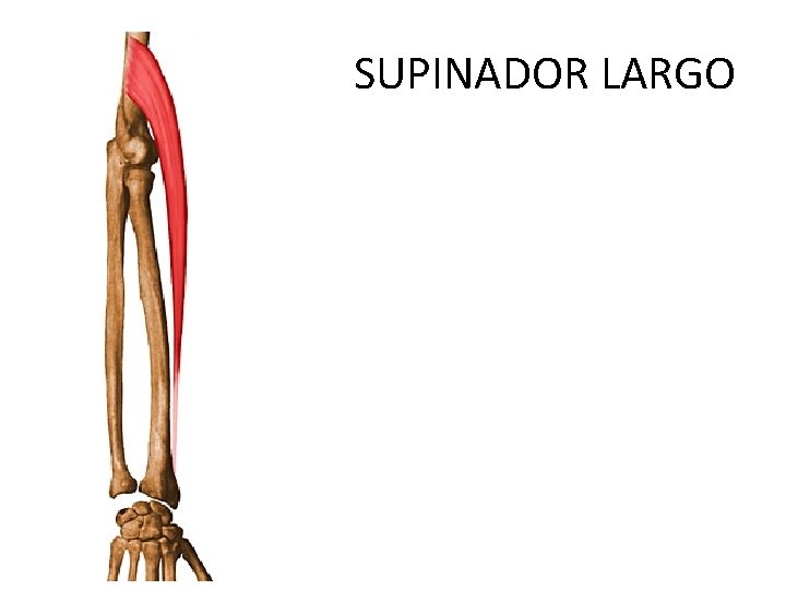 SUPINADOR LARGO 