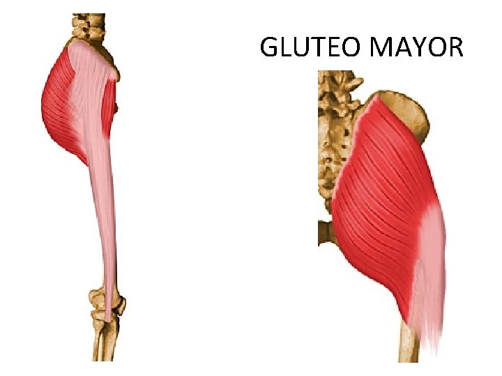 GLUTEO MAYOR 