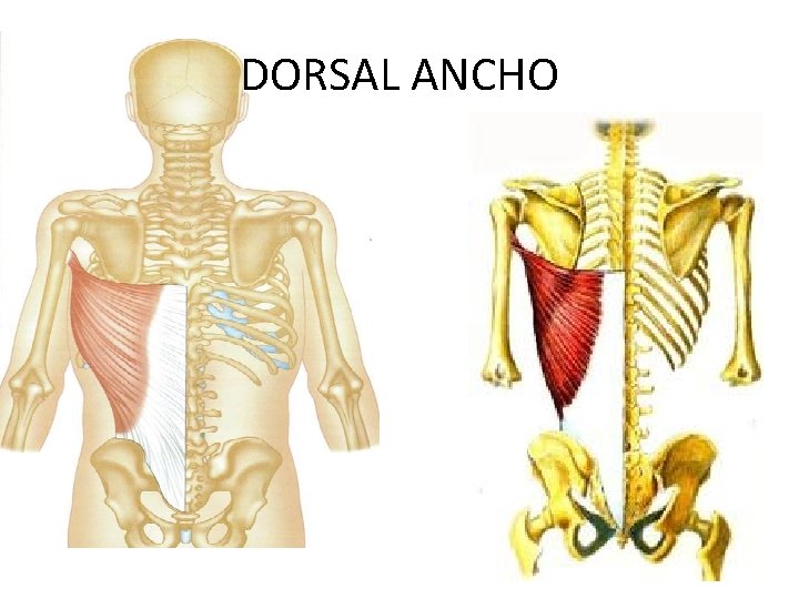 DORSAL ANCHO 
