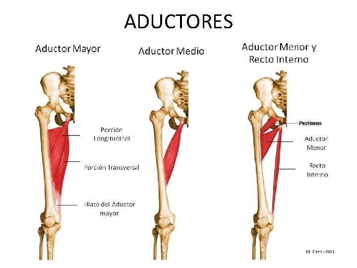 ADUCTORES 