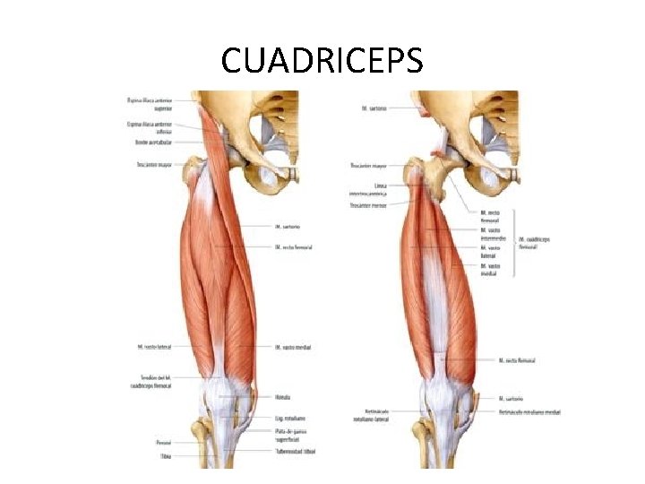 CUADRICEPS 