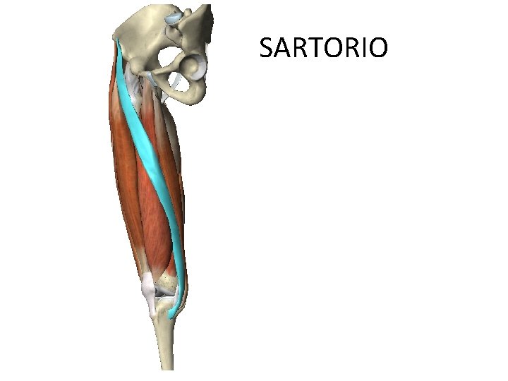 SARTORIO 