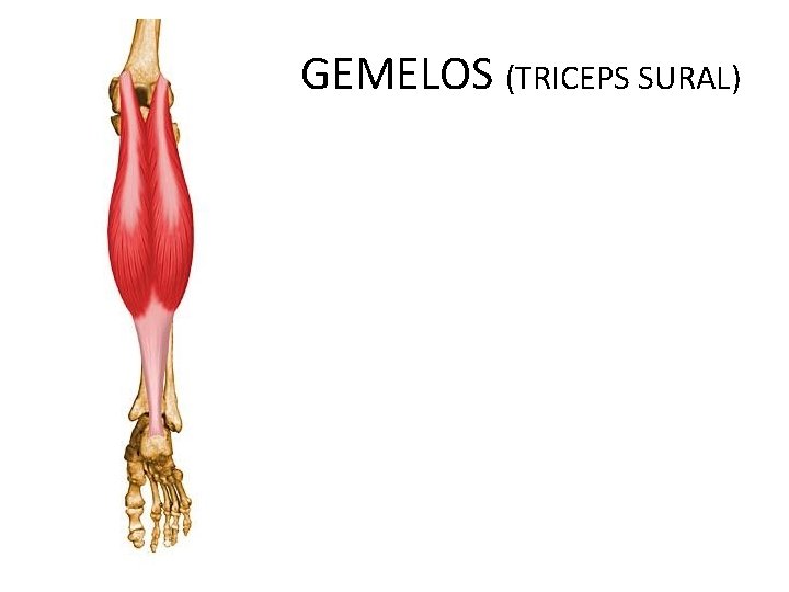 GEMELOS (TRICEPS SURAL) 