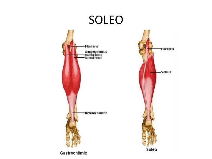 SOLEO 