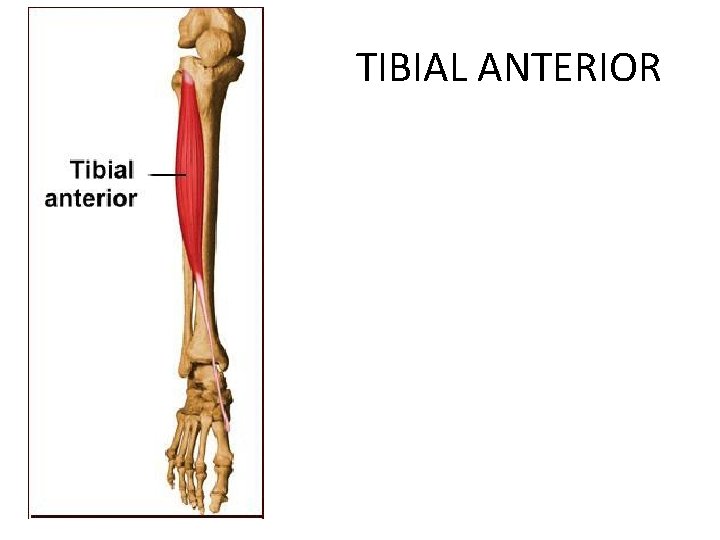 TIBIAL ANTERIOR 