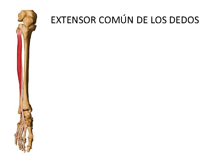 EXTENSOR COMÚN DE LOS DEDOS 