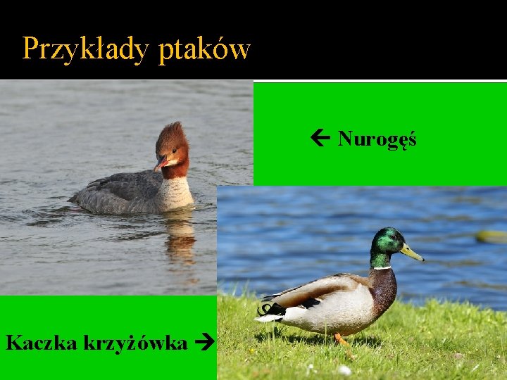 Przykłady ptaków Nurogęś Kaczka krzyżówka 