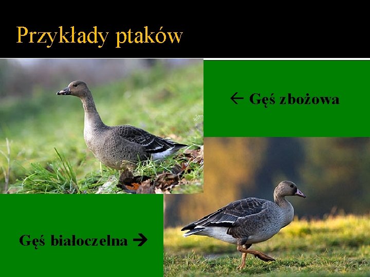 Przykłady ptaków Gęś zbożowa Gęś białoczelna 