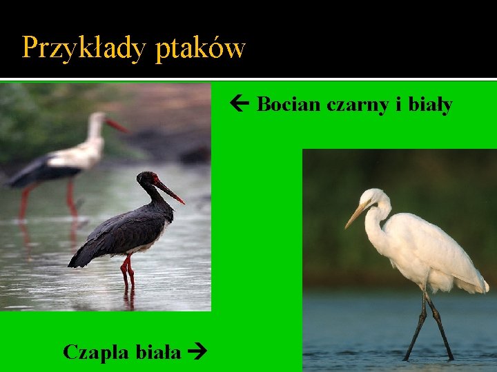 Przykłady ptaków Bocian czarny i biały Czapla biała 