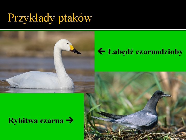 Przykłady ptaków Łabędź czarnodzioby Rybitwa czarna 