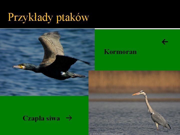 Przykłady ptaków Kormoran Czapla siwa 