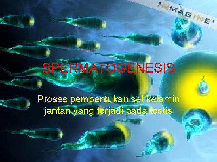 SPERMATOGENESIS Proses pembentukan sel kelamin jantan yang terjadi pada testis 