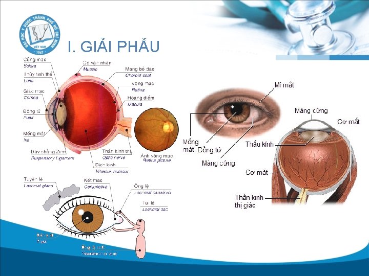 I. GIẢI PHẪU 