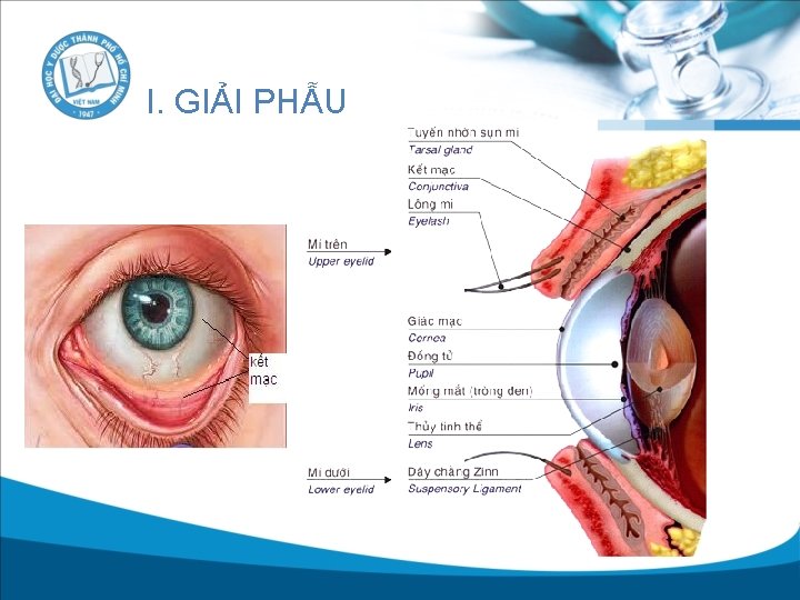 I. GIẢI PHẪU 