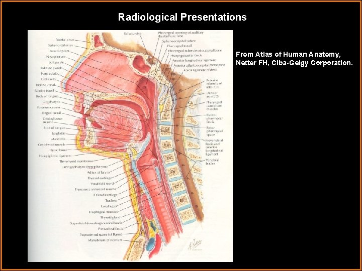 Radiological Presentations From Atlas of Human Anatomy, Netter FH, Ciba-Geigy Corporation. 