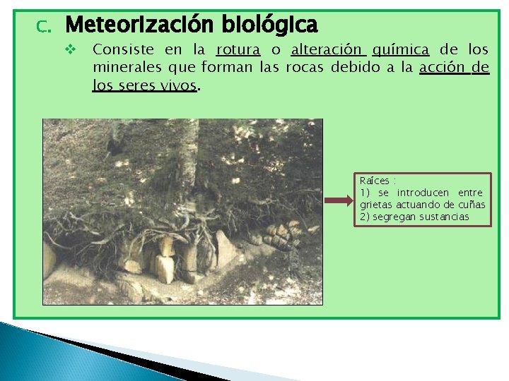 C. Meteorización biológica v Consiste en la rotura o alteración química de los minerales