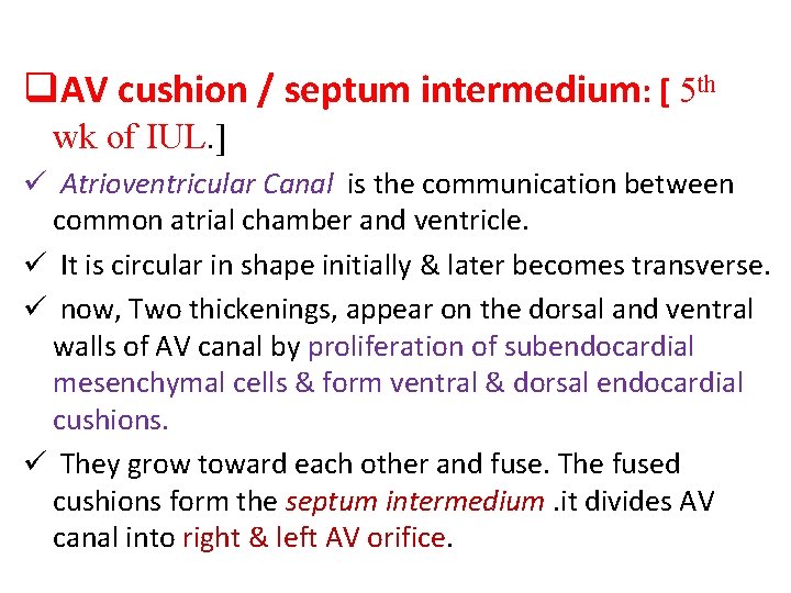 q. AV cushion / septum intermedium: [ 5 th wk of IUL. ] ü