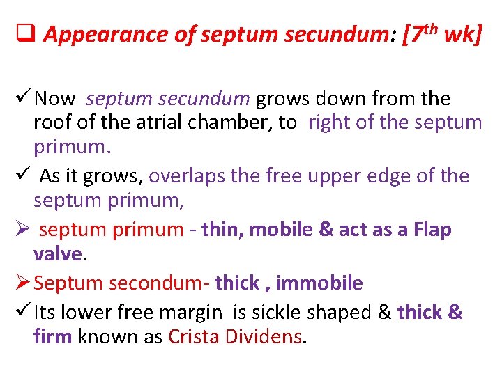 q Appearance of septum secundum: [7 th wk] ü Now septum secundum grows down