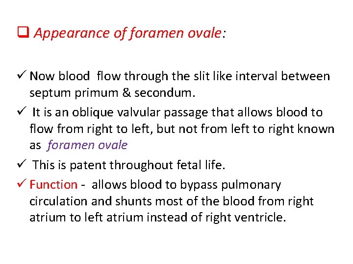q Appearance of foramen ovale: ü Now blood flow through the slit like interval