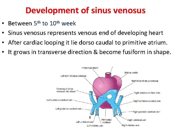 Development of sinus venosus • • Between 5 th to 10 th week Sinus