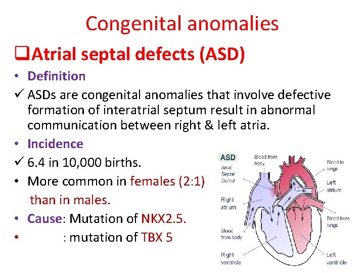 Congenital anomalies q. Atrial septal defects (ASD) • Definition ü ASDs are congenital anomalies