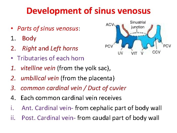 Development of sinus venosus • Parts of sinus venosus: 1. Body 2. Right and