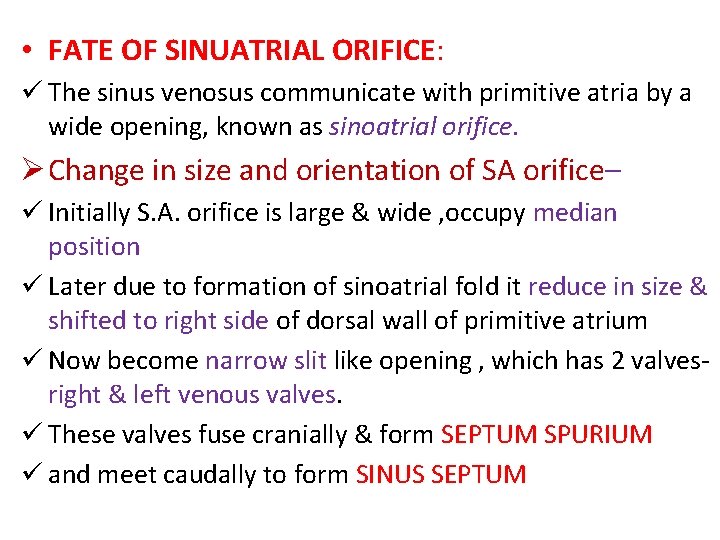  • FATE OF SINUATRIAL ORIFICE: ü The sinus venosus communicate with primitive atria