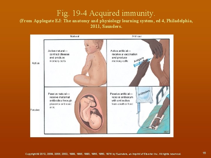 Fig. 19 -4 Acquired immunity. (From Applegate EJ: The anatomy and physiology learning system,