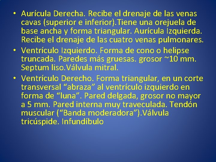  • Aurícula Derecha. Recibe el drenaje de las venas cavas (superior e inferior).