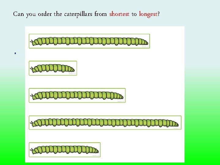 Can you order the caterpillars from shortest to longest? . 