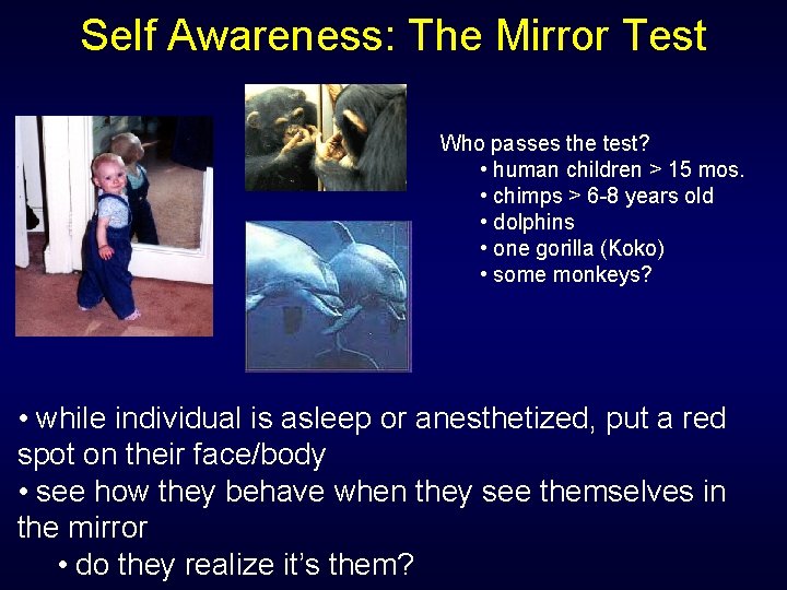 Self Awareness: The Mirror Test Who passes the test? • human children > 15