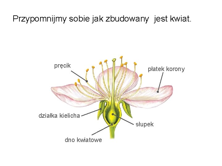 Przypomnijmy sobie jak zbudowany jest kwiat. pręcik płatek korony działka kielicha słupek dno kwiatowe