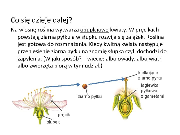 Co się dzieje dalej? Na wiosnę roślina wytwarza obupłciowe kwiaty. W pręcikach powstają ziarna