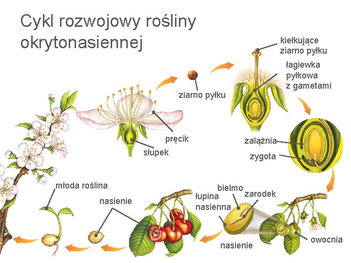 Cykl rozwojowy rośliny okrytonasiennej kiełkujące ziarno pyłku łagiewka pyłkowa z gametami ziarno pyłku pręcik
