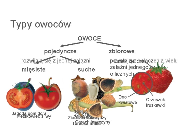 Typy owoców OWOCE pojedyncze zbiorowe rozwijają się z jednej zalążni mięsiste suche powstają z