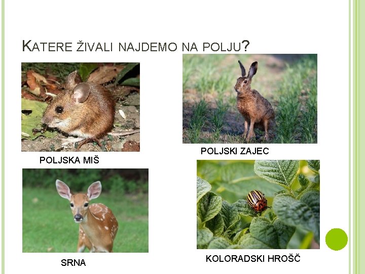 KATERE ŽIVALI NAJDEMO NA POLJU? POLJSKA MIŠ SRNA POLJSKI ZAJEC KOLORADSKI HROŠČ 