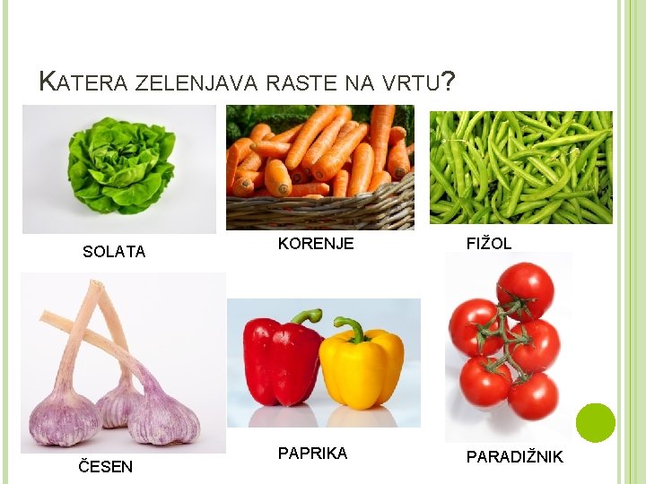 KATERA ZELENJAVA RASTE NA VRTU? SOLATA ČESEN KORENJE FIŽOL PAPRIKA PARADIŽNIK 