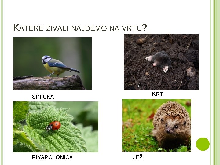 KATERE ŽIVALI NAJDEMO NA VRTU? KRT SINIČKA PIKAPOLONICA JEŽ 