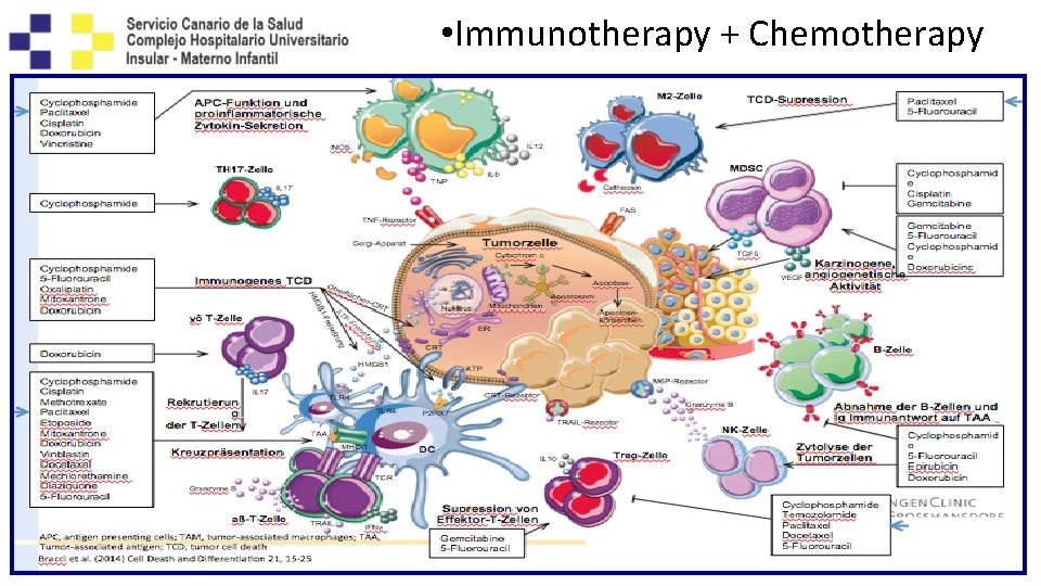  • Immunotherapy + Chemotherapy 