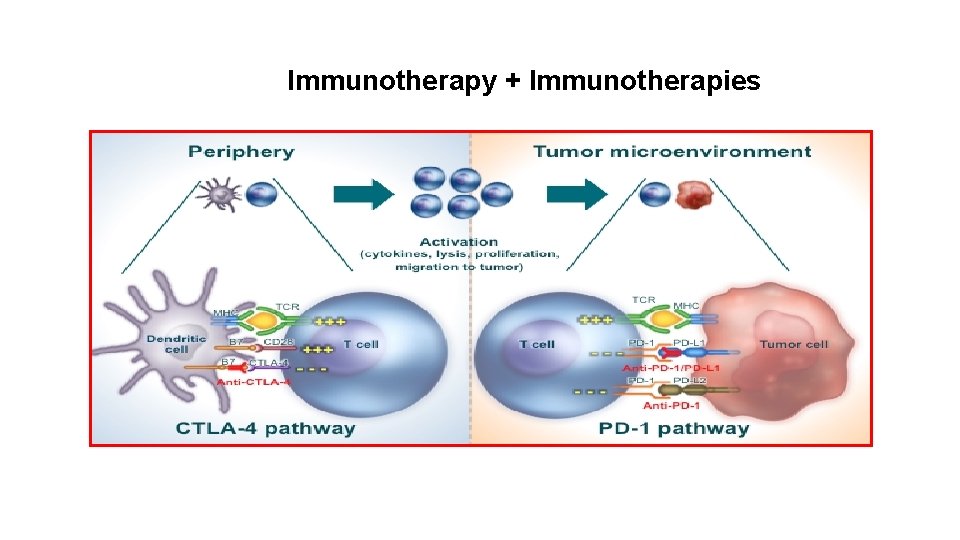 Immunotherapy + Immunotherapies 