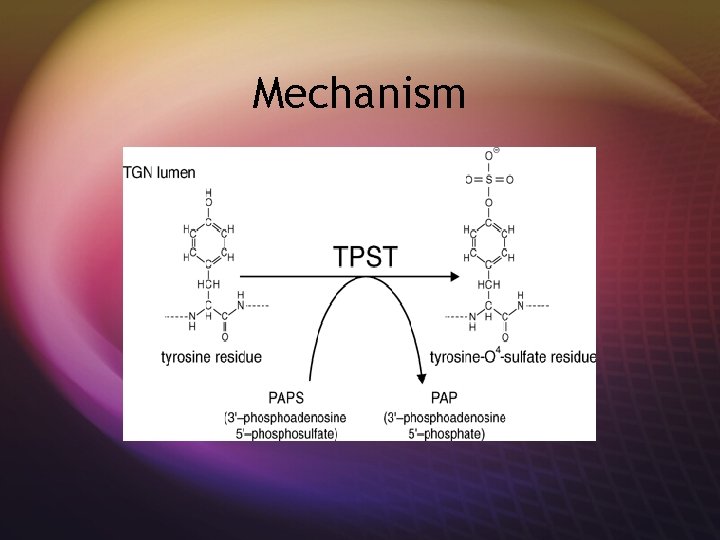 Mechanism 