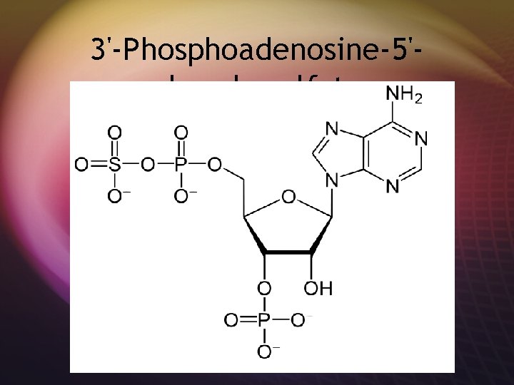 3'-Phosphoadenosine-5'phosulfate 