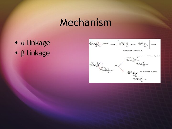 Mechanism s α linkage s β linkage 