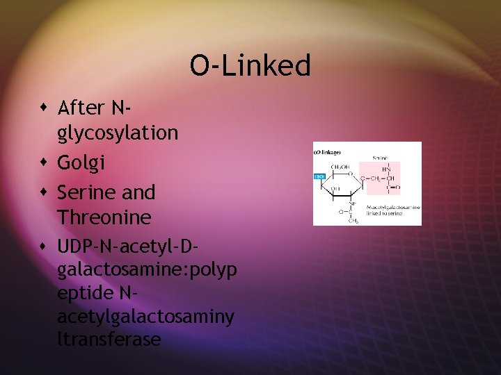 O-Linked s After Nglycosylation s Golgi s Serine and Threonine s UDP-N-acetyl-Dgalactosamine: polyp eptide