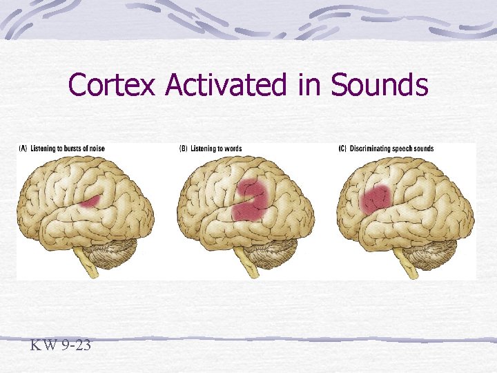 Cortex Activated in Sounds KW 9 -23 