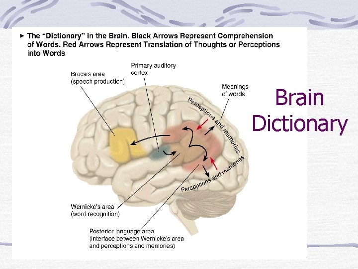 Brain Dictionary 